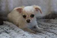 *AKC* LC Freddy, a male Chihuahua for sale in Arbela, MO – 7 of 9