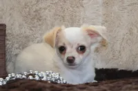 *AKC* LC Freddy, a male Chihuahua for sale in Arbela, MO – Photo 5 of 9