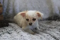 *AKC* LC Freddy, a male Chihuahua for sale in Arbela, MO – 2 of 9