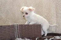 *AKC* LC Freddy, a male Chihuahua for sale in Arbela, MO – Photo 9 of 9