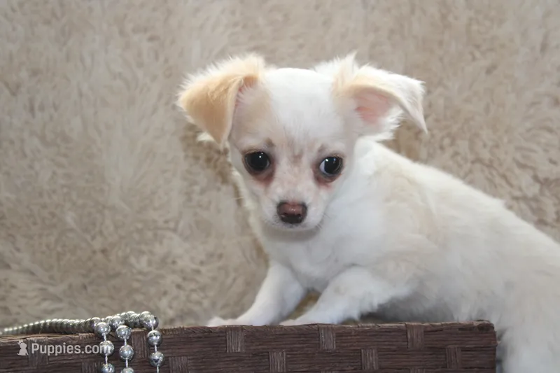 *AKC* LC Freddy – Chihuahua puppy for sale in Arbela, MO