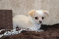 *AKC* LC Freddy, a male Chihuahua for sale in Arbela, MO – Photo 6 of 9