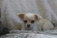 *AKC* LC Freddy, a male Chihuahua for sale in Arbela, MO – 4 of 9