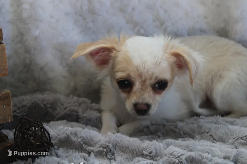 *AKC* LC Freddy – Chihuahua puppy for sale in Arbela, MO