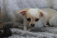 *AKC* LC Freddy, a male Chihuahua for sale in Arbela, MO – 9 of 9