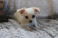 *AKC* LC Freddy, a male Chihuahua for sale in Arbela, MO – 8 of 9
