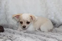 *AKC* LC Freddy, a male Chihuahua for sale in Arbela, MO – 1 of 9