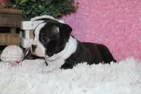 Helen, a female Boston Terrier for sale in Arbela, MO – 5 of 9