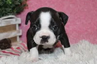 Helen, a female Boston Terrier for sale in Arbela, MO – 4 of 9