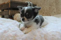 Cedric, a male Chihuahua for sale in Arbela, MO – 6 of 9