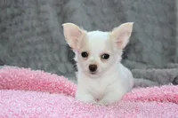 Callie, a female Chihuahua for sale in Arbela, MO – 8 of 10