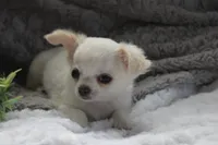 Alex, a male Chihuahua for sale in Arbela, MO – 10 of 10