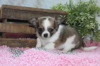 Bindi, a female Chihuahua for sale in Arbela, MO – 7 of 10