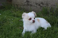 *AKC* LC  Creamy, a male Chihuahua for sale in Arbela, MO – 2 of 9