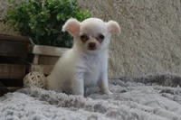 Evie, a male Chihuahua for sale in Arbela, MO – 8 of 8