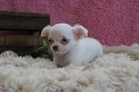 Effie, a female Chihuahua for sale in Arbela, MO – 8 of 9