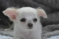 Alex, a male Chihuahua for sale in Arbela, MO – 9 of 10