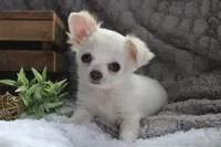Alex, a male Chihuahua for sale in Arbela, MO – 1 of 10