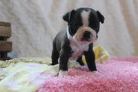 Gladis, a female Boston Terrier for sale in Arbela, MO – 7 of 8