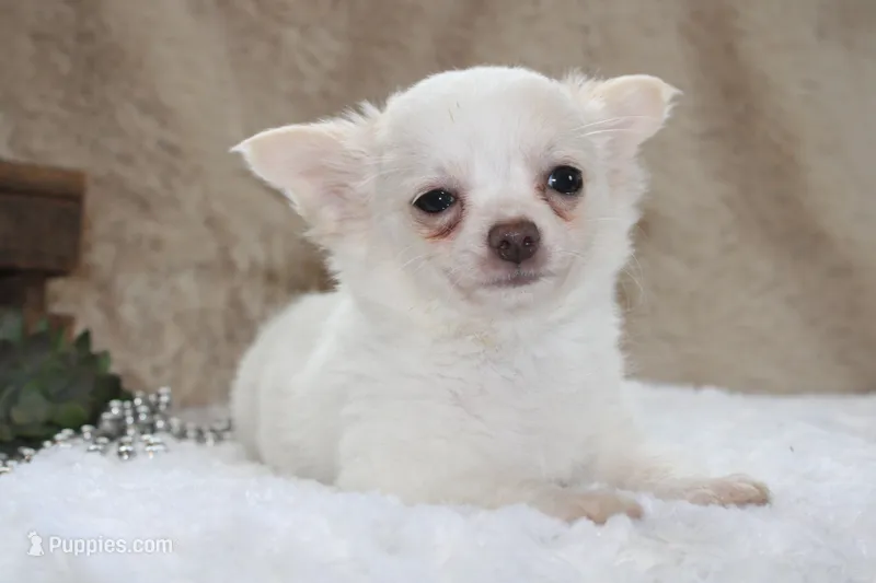 DOVER – Chihuahua puppy for sale in Arbela, MO