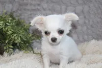 Alex, a male Chihuahua for sale in Arbela, MO – 2 of 7