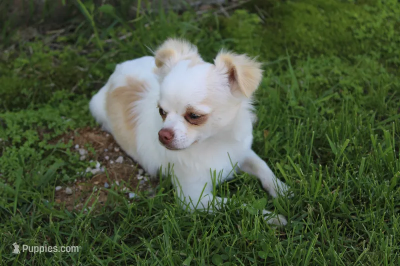 *AKC* LC  Creamy – Chihuahua puppy for sale in Arbela, MO
