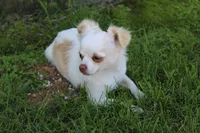 *AKC* LC  Creamy, a male Chihuahua for sale in Arbela, MO – 1 of 9