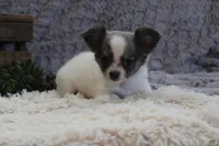 Essie , a female Chihuahua for sale in Arbela, MO – 5 of 10