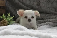 Alex, a male Chihuahua for sale in Arbela, MO – 4 of 10