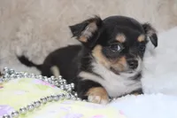 Daffie, a female Chihuahua for sale in Arbela, MO – 7 of 9
