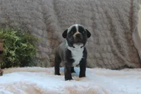 Gaven, a male Boston Terrier for sale in Arbela, MO – 8 of 8