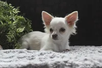 DOVER, a male Chihuahua for sale in Arbela, MO – 3 of 8