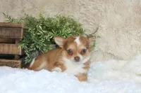 Franklin, a male Chihuahua for sale in Arbela, MO – 3 of 8