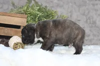 Gaven, a male Boston Terrier for sale in Arbela, MO – 2 of 8