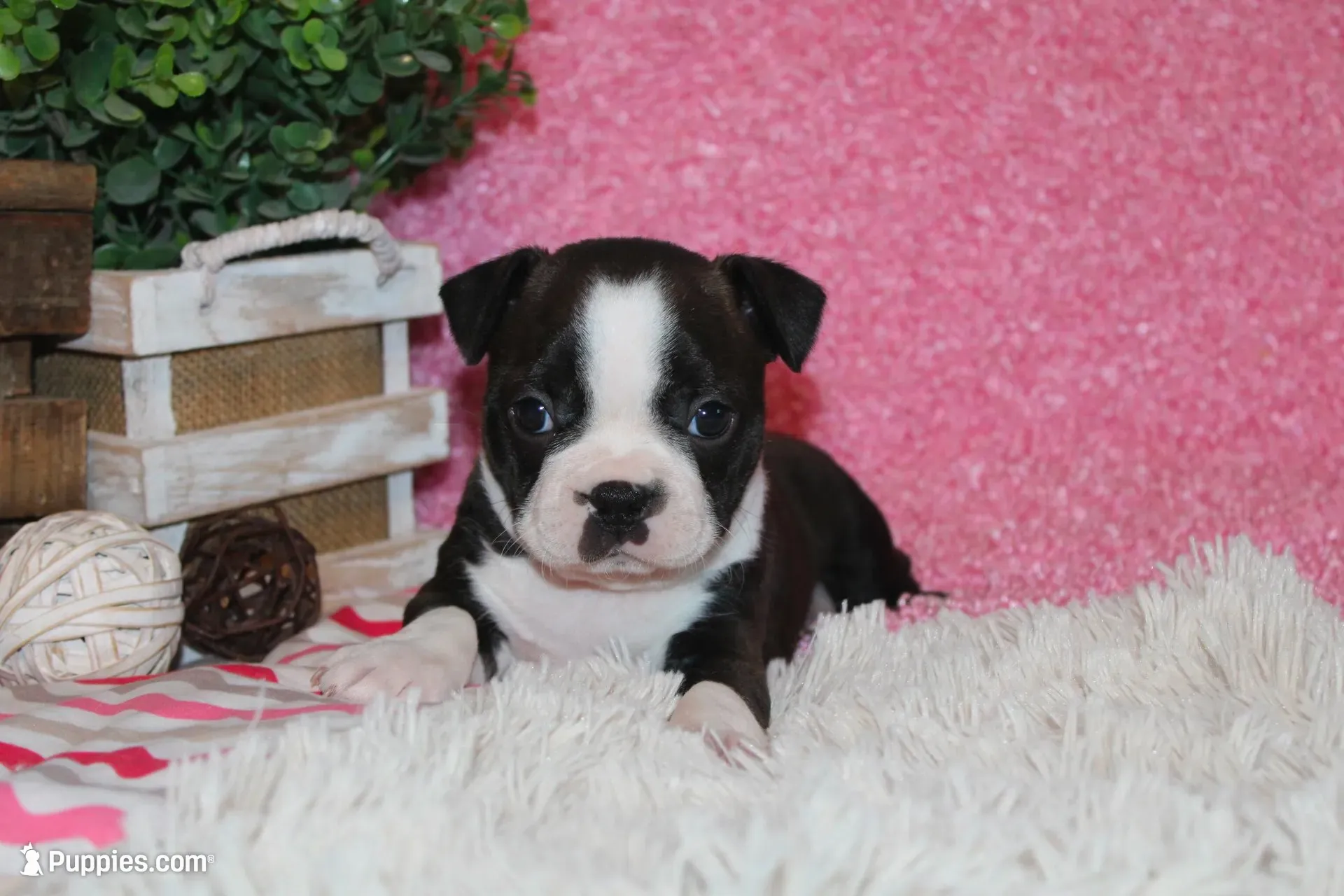 Helen, a female Boston Terrier for sale in Arbela, MO – 1 of 9