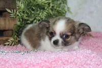 Bindi, a female Chihuahua for sale in Arbela, MO – 5 of 10
