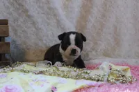 Gladis, a female Boston Terrier for sale in Arbela, MO – 2 of 8