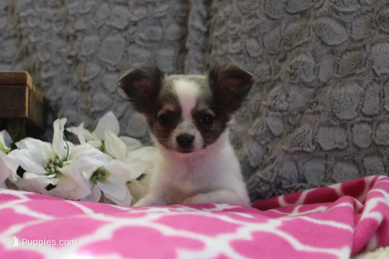 Essie  – Chihuahua puppy for sale in Arbela, MO