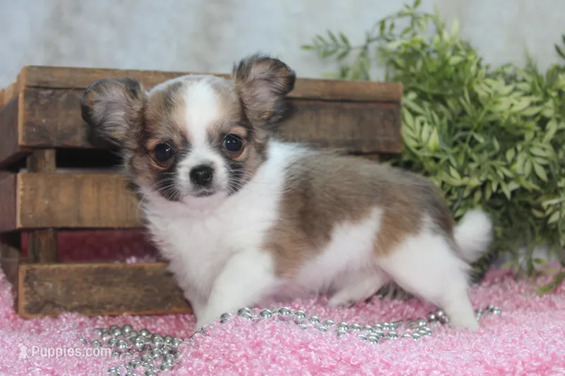 Bindi – Chihuahua puppy for sale in Arbela, MO