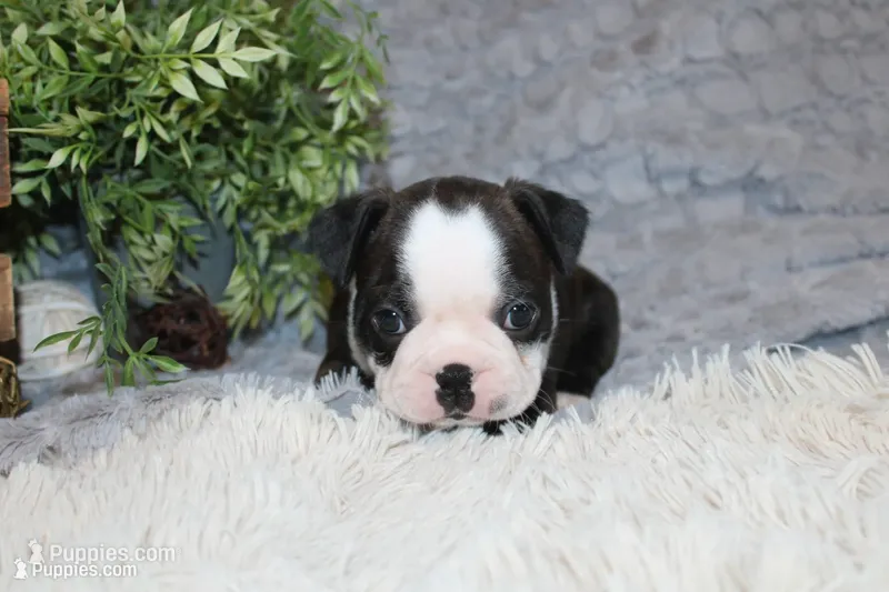 Hudson – Boston Terrier puppy for sale in Arbela, MO