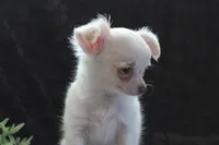 Evie, a male Chihuahua for sale in Arbela, MO – 4 of 9
