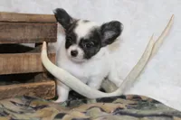 Evan, a male Chihuahua for sale in Arbela, MO – 6 of 9