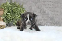 Gaven, a male Boston Terrier for sale in Arbela, MO – 7 of 8
