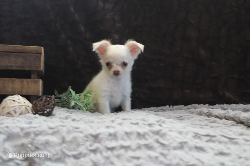 Evie – Chihuahua puppy for sale in Arbela, MO