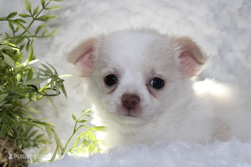 DOVER – Chihuahua puppy for sale in Arbela, MO