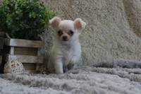 Evie, a male Chihuahua for sale in Arbela, MO – 6 of 8