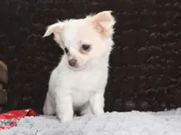 DOVER, a male Chihuahua for sale in Arbela, MO – 2 of 10