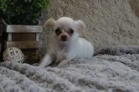 Evie, a male Chihuahua for sale in Arbela, MO – 3 of 8
