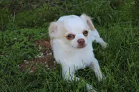 *AKC* LC  Creamy, a male Chihuahua for sale in Arbela, MO – 6 of 9