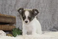 Essie , a female Chihuahua for sale in Arbela, MO – 8 of 10